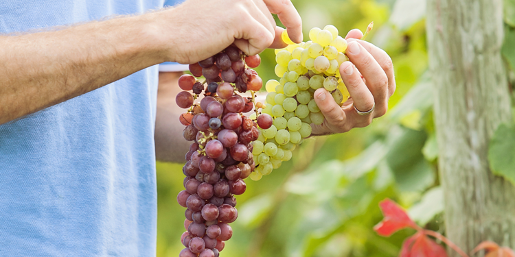 U-Pick Grapes