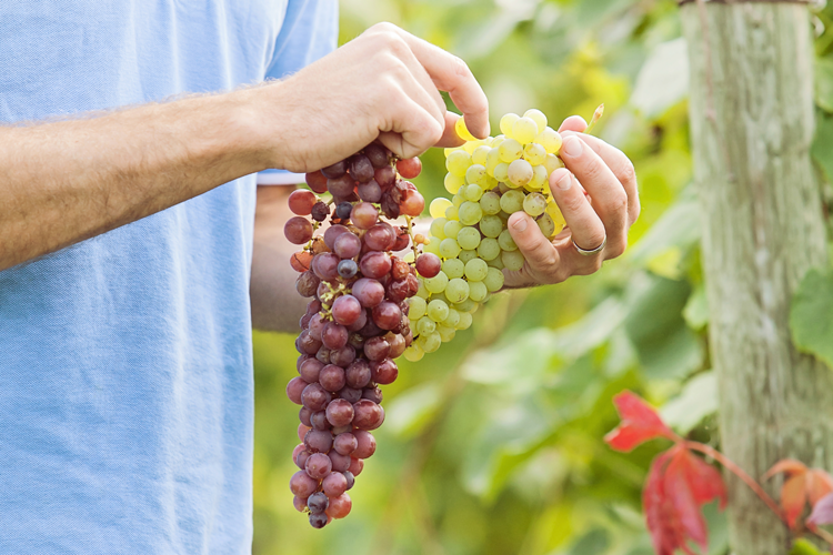 U-Pick Grapes