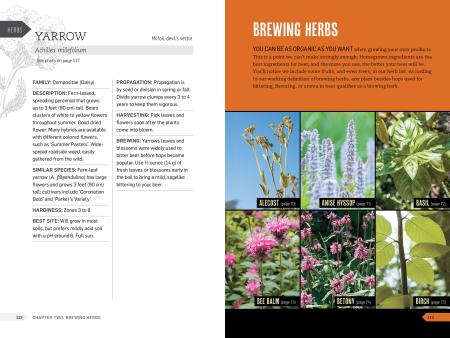 Page from a book or magazine about brewing herbs with text and images of herbs.