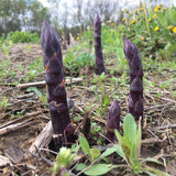 Purple asparagus spears emerging from the ground in a field with green grass and yellow flowers.