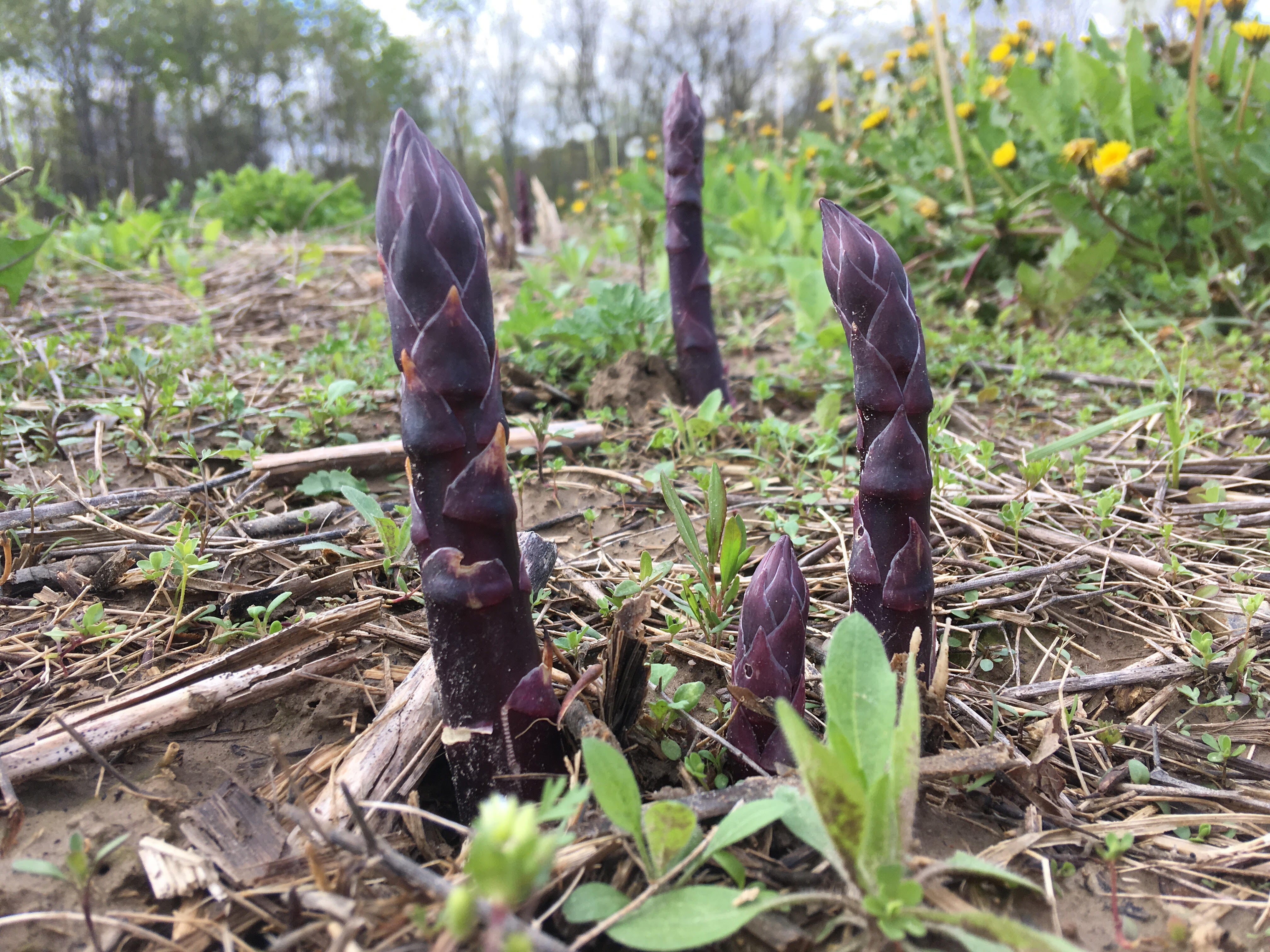 Purple asparagus spears emerging from the ground in a field with green grass and yellow flowers.