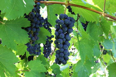 Bunches of dark Baco Noir grapes hanging from a vine with green leaves.