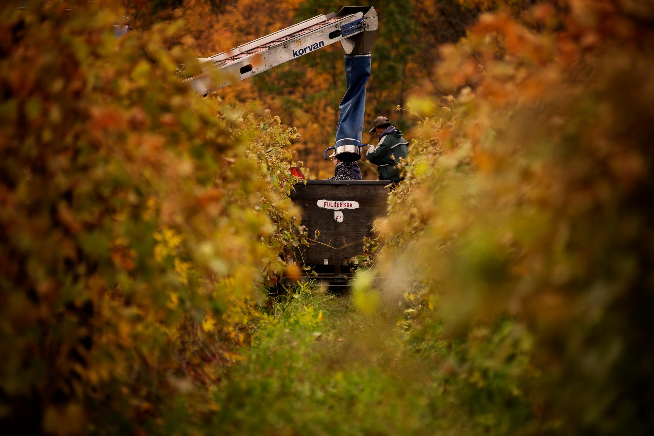 Harvesting grapes on a tractor in a vineyard row with worker holding onto a tube in a blurred foreground