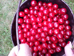 Person holding a bucket of red cherries