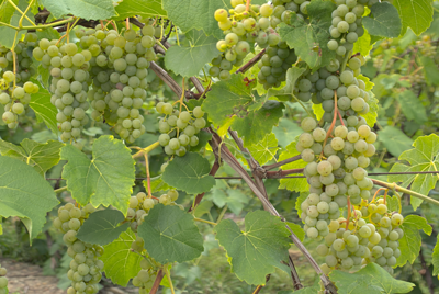 Green Cayuga grapes on a vine with leaves in a garden setting