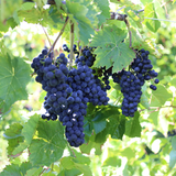 Bunches of dark Chancellor grapes hanging from a vine with green leaves.