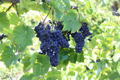 Bunches of dark Chancellor grapes hanging from a vine with green leaves.