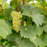 Green Chardonnay grapes on a vine with leaves