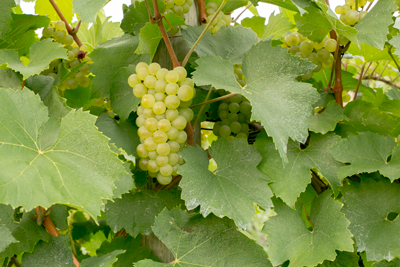 Green Chardonnay grapes on a vine with leaves