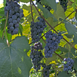 Bunches of Concord grapes hanging from a vine with green leaves.