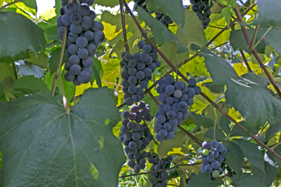 Bunches of Concord grapes hanging from a vine with green leaves.