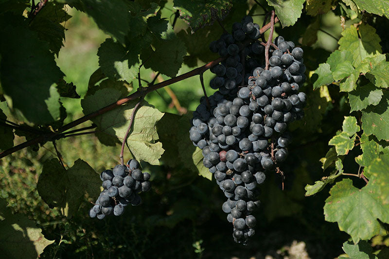 Bunches of DeChaunac grapes hanging from a vine with green leaves.