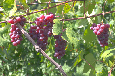 Bunches of red Delaware grapes on a vine with green leaves