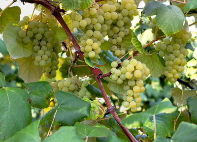 Green Diamond grapes on a vine with leaves