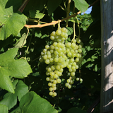 Green Himrod Seedless grapes hanging from a vine with leaves