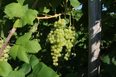 Green Himrod Seedless grapes hanging from a vine with leaves