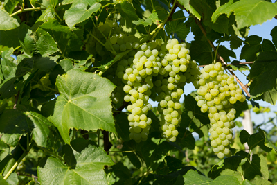 Green Lakemont grapes hanging from a vine with leaves