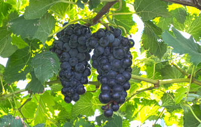 Bunch of dark Merlot grapes hanging from a vine with green leaves.