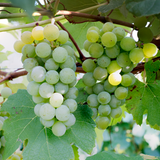 Green Niagara grapes on a vine with leaves