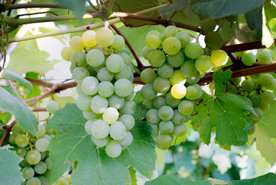 Green Niagara grapes on a vine with leaves