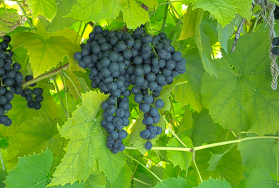Bunches of dark Noiret grapes hanging from a vine with green leaves