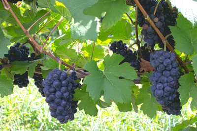 Bunches of purple Pinot Noir grapes hanging from a vine with green leaves.