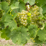 Green Riesling grapes on a vine with leaves