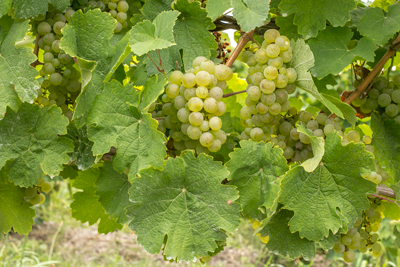 Green Riesling grapes on a vine with leaves