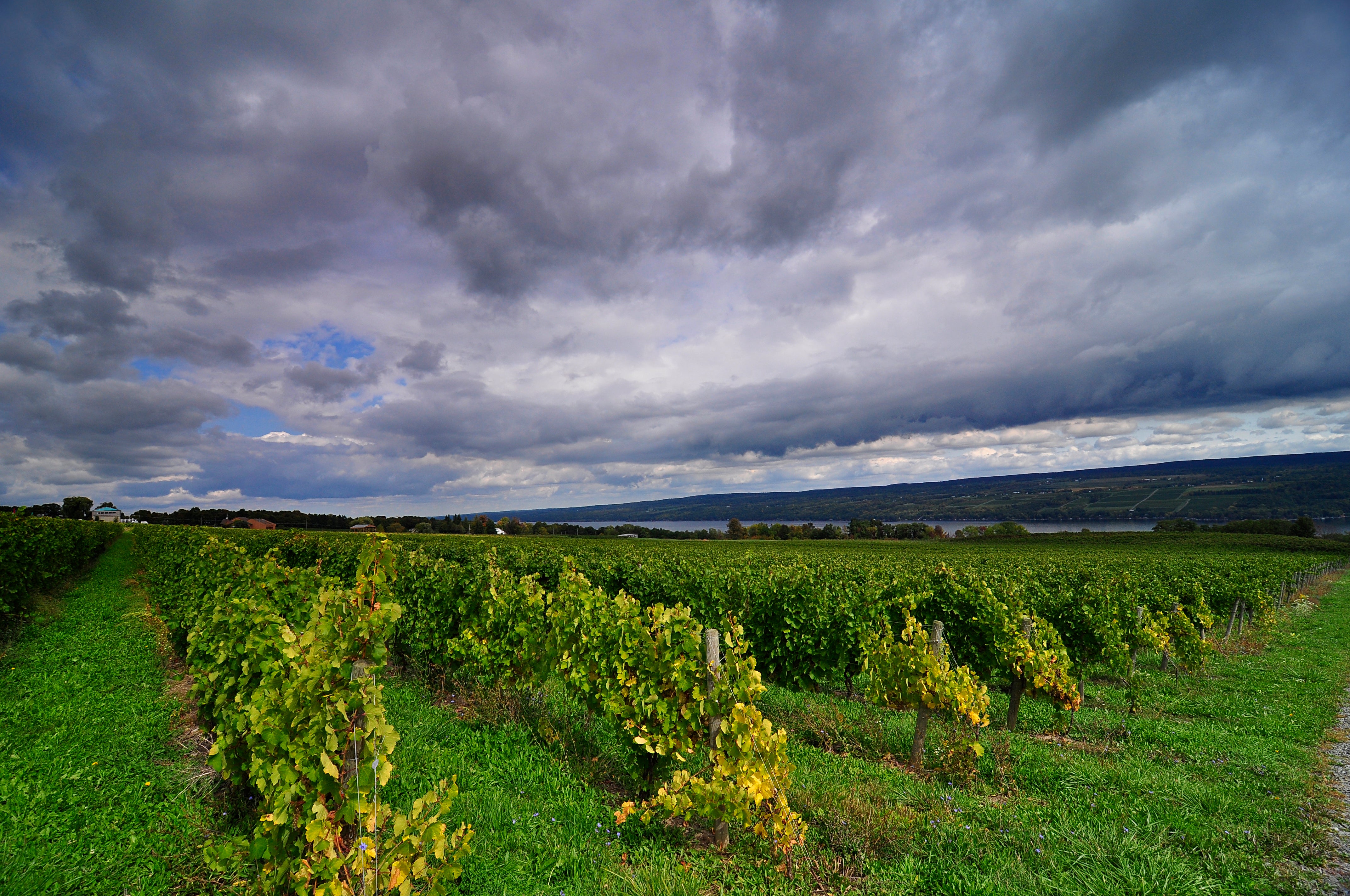 Moscato | Finger Lakes Wine | Fulkerson Winery & Farm – Fulkerson