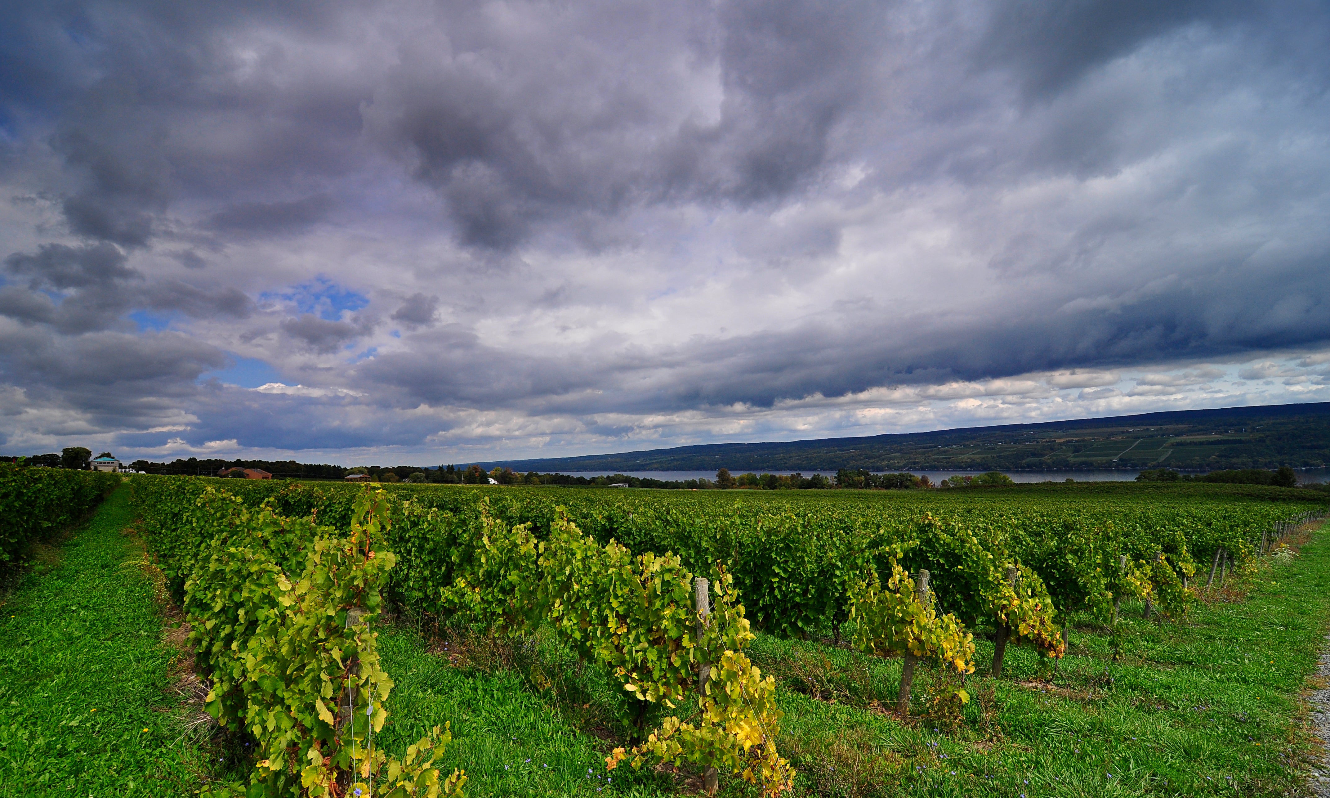 Vineyard with rows of grapevines under a dramatic sky with clouds.