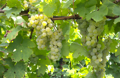 Green Valvin Muscat grapes on a vine with leaves