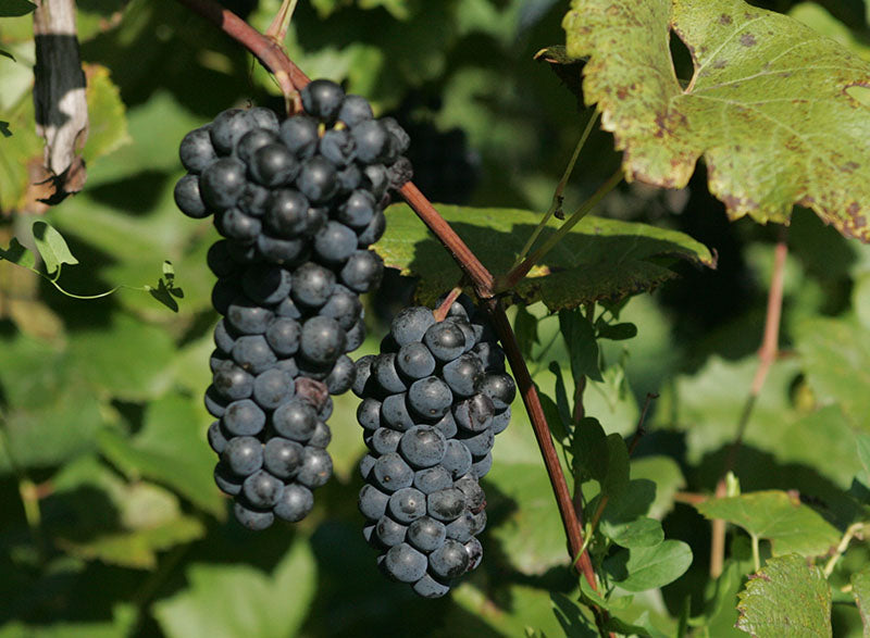 Bunches of dark Vincent grapes on a vine with green leaves