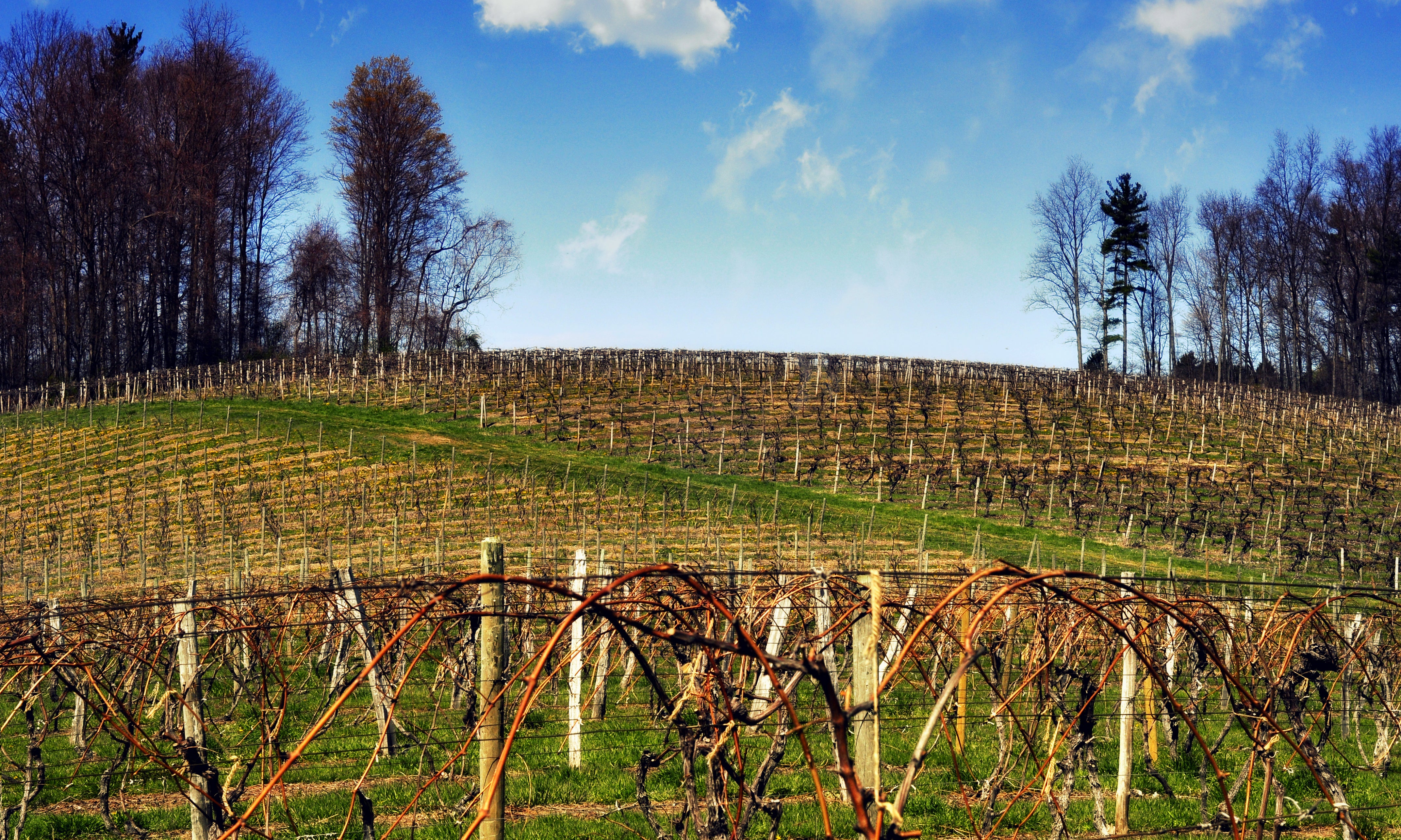 Vineyard in the spring before the buds push out with a blue sky and trees in the background 