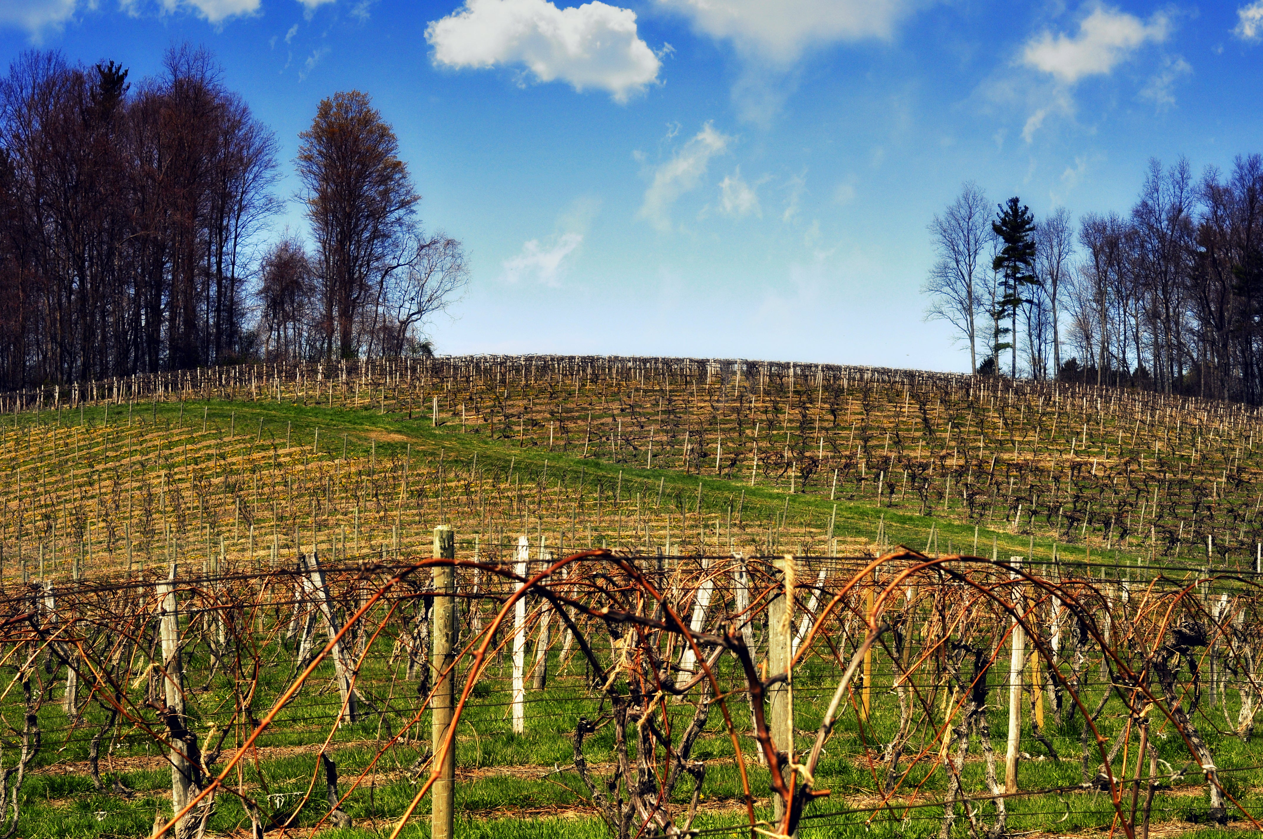 Vineyard in the spring before the buds push out with a blue sky and trees in the background 