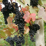Bunches of Cabernet Frank, grapes on a trellis with a blurred background