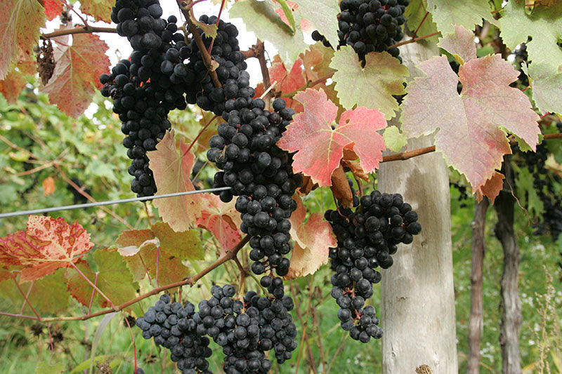 Bunches of Cabernet Frank, grapes on a trellis with a blurred background