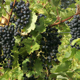 Bunches of dark Cabernet Sauvignon grapes on a vine with green leaves