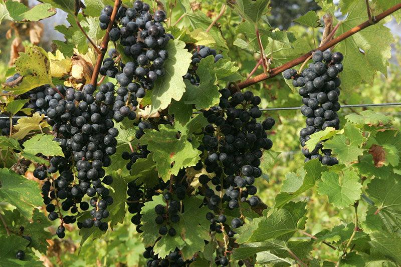 Bunches of dark Cabernet Sauvignon grapes on a vine with green leaves
