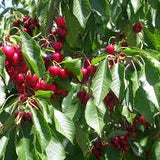 Red cherries in a tree with green leaves