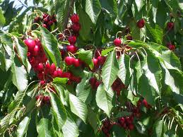 Red cherries in a tree with green leaves
