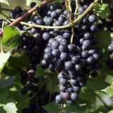 Bunch of dark Corot Noir grapes on a vine with green leaves