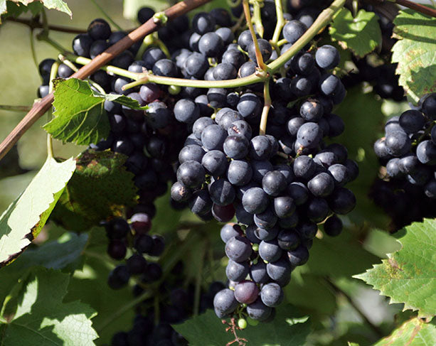 Bunch of dark Corot Noir grapes on a vine with green leaves
