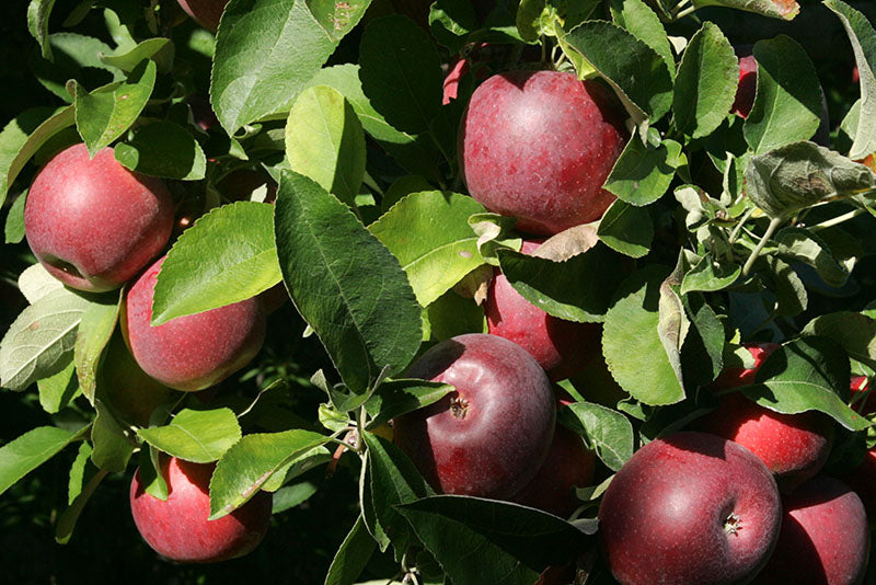 Red apples on a tree branch with green leaves
