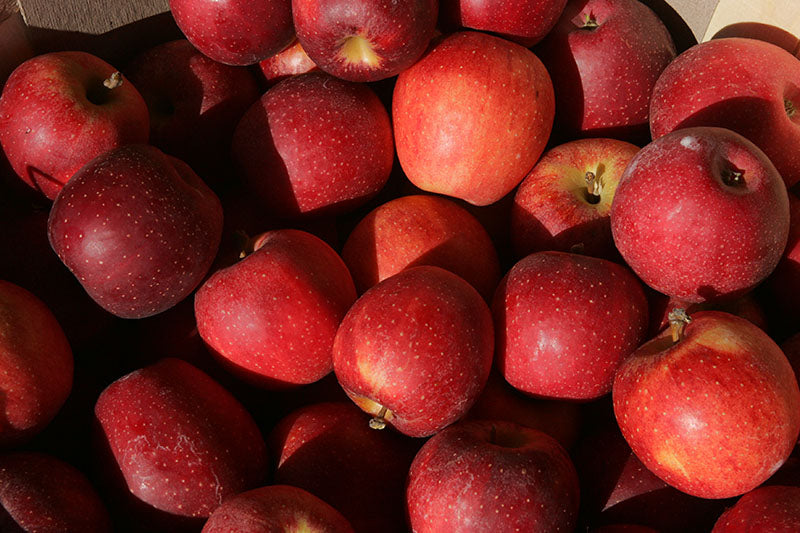 Close-up of red apples with a blurred background