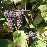 Bunches of purple grapes on a vine with green leaves