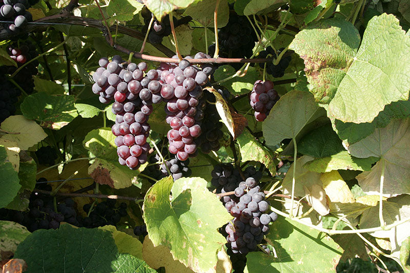 Bunches of purple grapes on a vine with green leaves