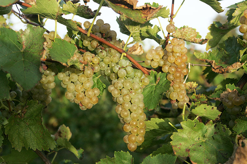 Green Vidal Blanc grapes on a vine with leaves