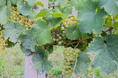 Grüner Veltliner 