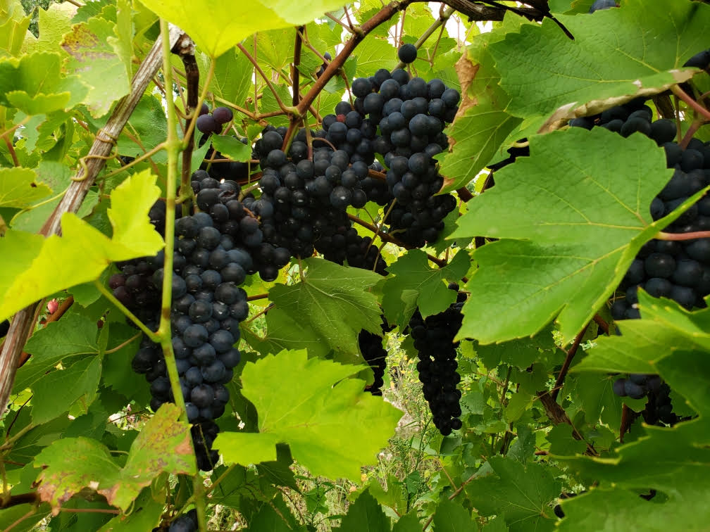 Rosette Grapes