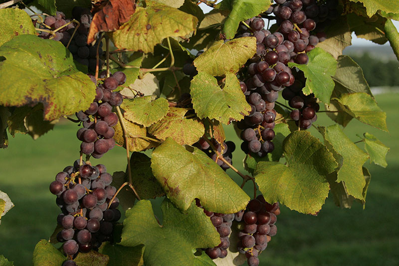 Catawba - Finger Lakes Grape Juice